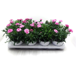 Dianthus caryophyllus pink