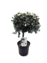 Myrtus microphylla Stämmchen