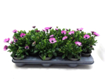 Osteospermum rosa