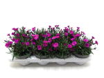 Dianthus "Neon Flush"