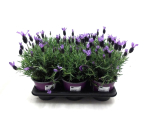 Lavandula stoechas