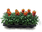 Erysimum orange