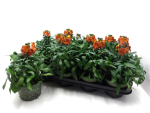 Erysimum orange