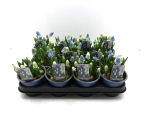 Muscari Twin