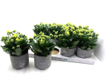 Kalanchoe in Ostertopf grau