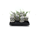 Mini Galanthus