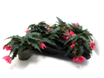 Begonia "Wasserfall" pink