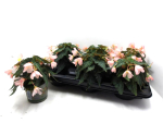 Begonia "Wasserfall" rosé