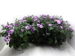 Pericallis "Senetti" lilaweiß