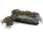 Trifolium rot-grün