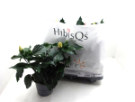 Hibiscus r.s. Mix