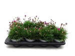 Armeria maritima rot