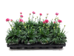 Armeria pseudoarmeria pinkrot