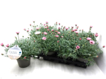 Rhodanthemum hosm. rosa