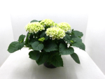 Hydrangea macr. Busch weiß