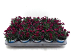 Dianthus "Viva Magenta"
