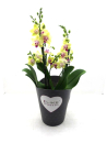 Phalaenopsis "Duetto" 4 Rispen gelb