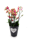 Phalaenopsis "Duetto" 4 Rispen orange