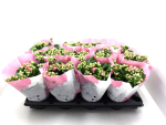 Kalanchoe gefüllt pink