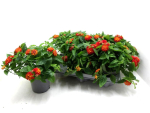 Lantana camara rotorange