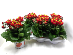 Calceolaria "Calynopsis" rot