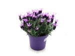 Lavandula stoechas Kübel