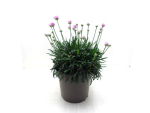 Armeria Kübel