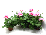 Pelargonium zonale Pink-/Rosatöne