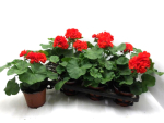 Pelargonium zonale