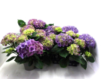 Hydrangea macr. fliederblau