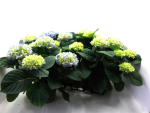 Hydrangea macr. hellblau