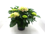 Hydrangea macr. Busch rosa