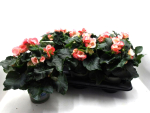 Begonia elatior rosa-weiß "Apfelblüte"