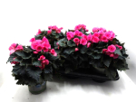 Begonia elatior pink gefüllt