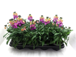 Erysimum lila-orange
