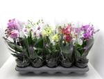 Phalaenopsis "Bo" 2 Rispen Mix