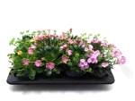 Lewisia cotyledon Mix