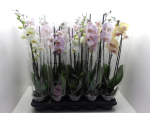 Phalaenopsis 3 Rispen Mix