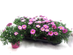 Argyranthemum frut. rosa