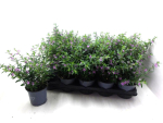 Cuphea hyssop. lila