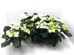 Hydrangea midi "Sternchen" weiß