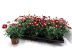 Argyranthemum rot