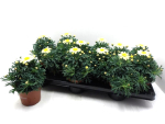Argyranthemum gelb