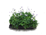 Mini Viola hederacea