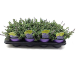Nepeta "Puursian Blue"
