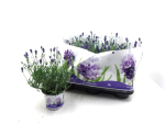 Lavandula angustifolia "Thumbelina"