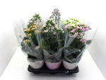 Kalanchoe 'Veranda' Mix