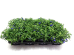 Lobelia erinus blau
