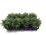Lobelia erinus lila