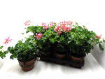 Pelargonium peltatum rosa